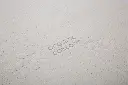 10110246_5454.webp