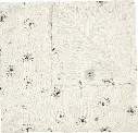 Doek Tetra 110x110cm Tiny Sheep | Ecru